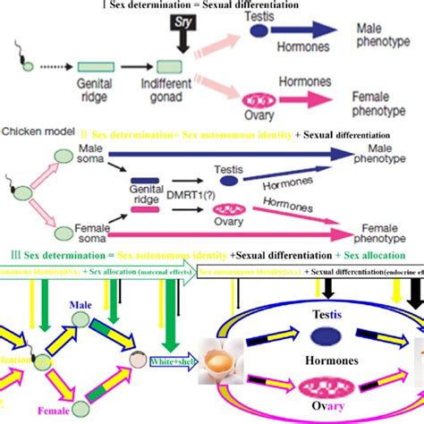 Potential Mechanism Of Sex Determination Differentiation And