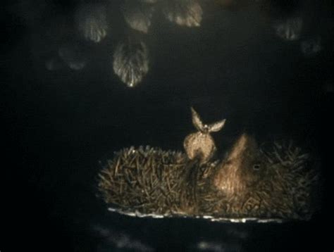 Гифки Ежик красивые, прикольные, скачать бесплатно