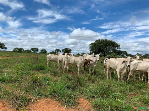 Fazenda Para Pecu Ria Em Santana De Pirapama Mg Venda Compre