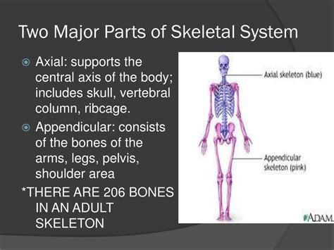 Ppt The Skeletal System Powerpoint Presentation Free Download Id