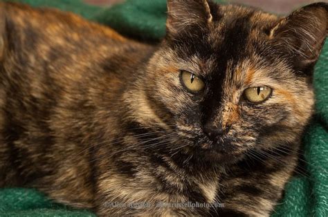 Image Result For Calico Cats Siamese Cat Life Calico Cats Cats And