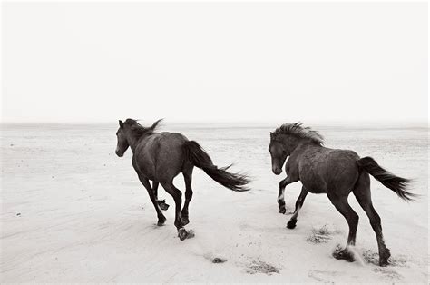 Black Horse Running On Beach