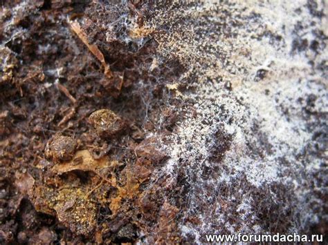 Алирин -Б. Фунгицид. Инструкция.