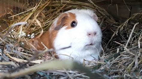 Best Matilda Images On Pholder Tank Porn Imaginary Monster Girls And Movie Details