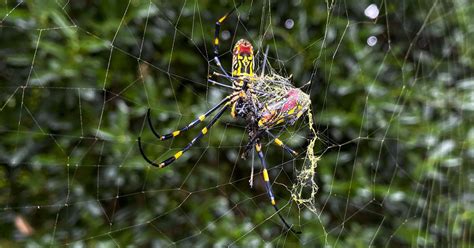 Joro Spiders Large Invasive Spiders From Asia Take Hold In Georgia