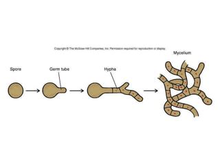 Actinomycetes | PPT