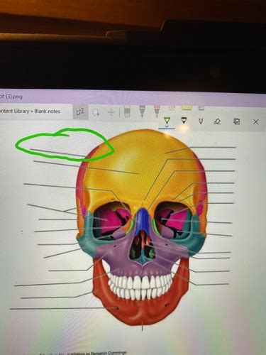 Bones Of The Skull Flashcards Quizlet