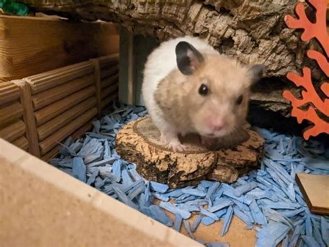 The heck... the heck? Why is he confusion? : r/hamsters