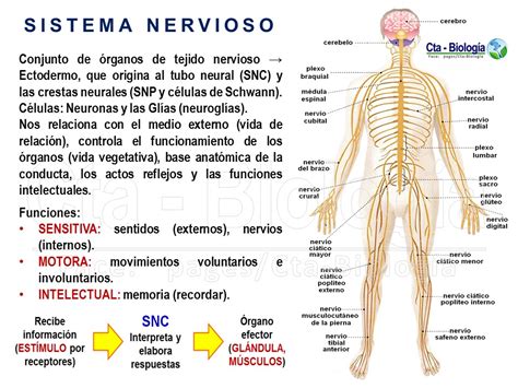 Partes Del Sistema Nervioso Y Sus Funciones Images And Photos Finder Images