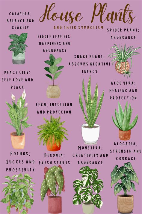 House Plants Symbolism In 2024 Plant Care Houseplant House Plant