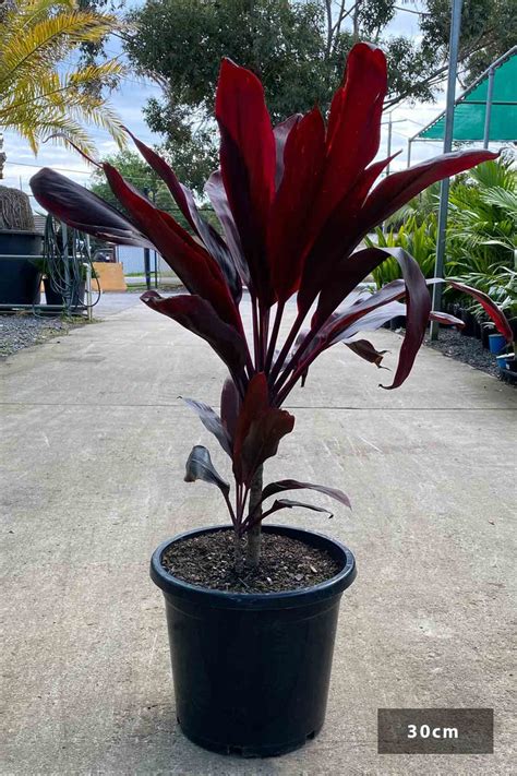 Cordyline Fruticosa Rubra Dinsan Nursery
