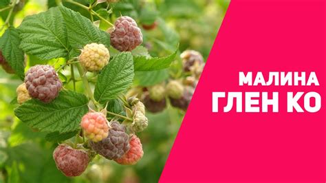 Малина: Глен Ко - YouTube