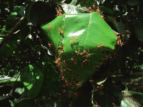 weaver ant oecophylla longinoda nest   canopy   citrus tree