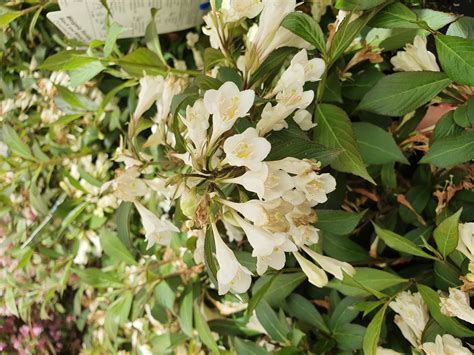 Weigela florida 'Black and White' - weigela kopen - Maréchal