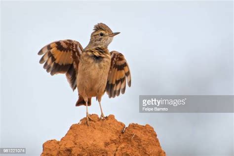 355 Miner Birds Stock Photos High Res Pictures And Images Getty Images