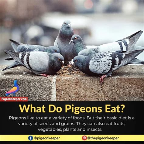 How To Take Care Of Abandoned Pigeon Baby Complete Guide