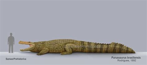 Purussaurus Size by SameerPrehistorica on DeviantArt