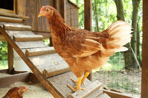 How To Protect Backyard Flocks From Avian Influenza AGDAILY