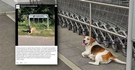 Na Osiedlu Powsta Parking Dla Ps W Pomys Wzbudzi Du E Kontrowersje