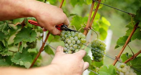 Herbstpressekonferenz Des Weinbauverbandes W Rttemberg In Schwaigern