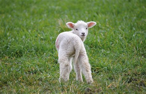 Lamb The Sheep Animal - Free photo on Pixabay - Pixabay
