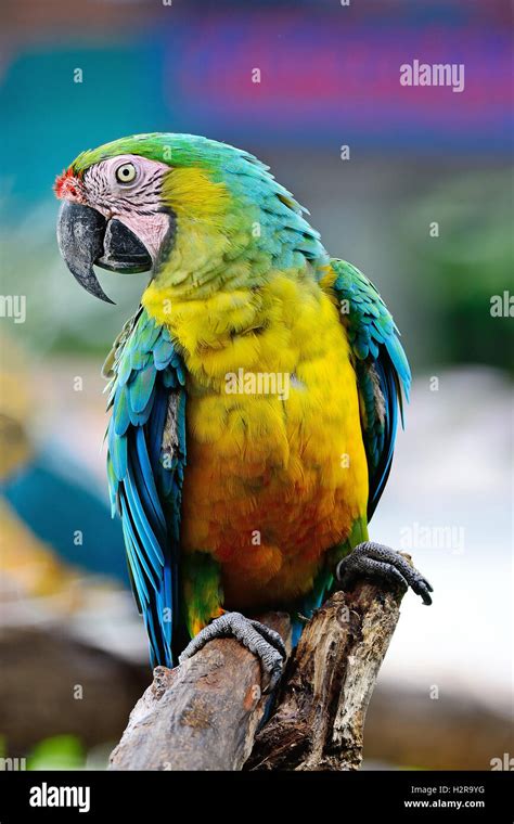 Harlequin Macaw Stock Photo - Alamy