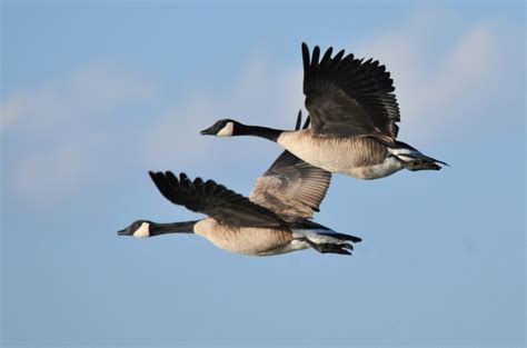 Fall Migrants Nature Up North
