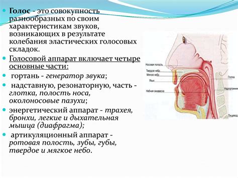 Анатомо-физиологические основы голосообразования. Значение дыхания и ...