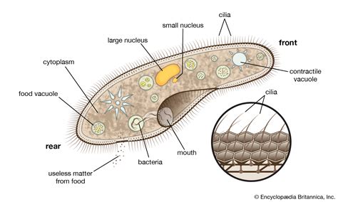 CILIA THOUGHT “SIMPLE” PROVES TO BE VASTLY COMPLEX – Evolution is a Myth