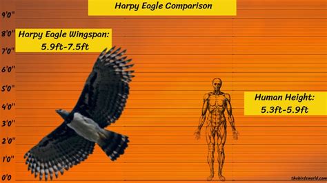 Harpy Eagle Size Explain: Compared With Human & Other Eagle