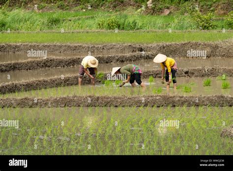 Transplanting Rice Stock Photo Alamy