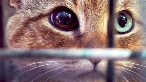 species  cat fox   prowling corsica cnn