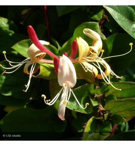 Lonicera Japonica Chinensis