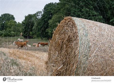 Straw Bales On Stubble Field And Grazing Cows In Background A Royalty