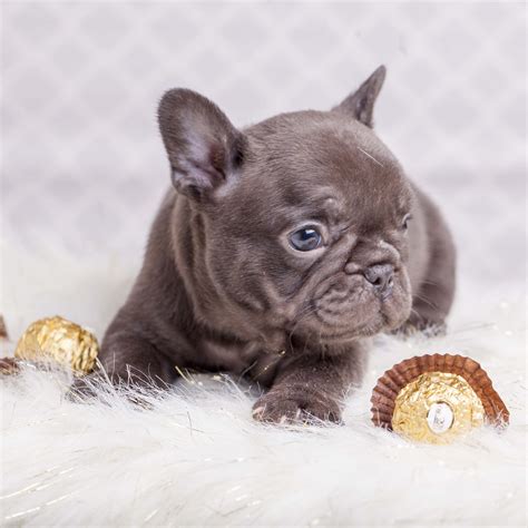 Chocolate French Bulldog Puppy