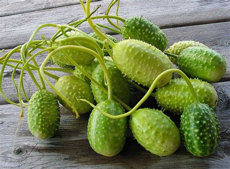 conheca os beneficios  maxixe   saude tudo ela