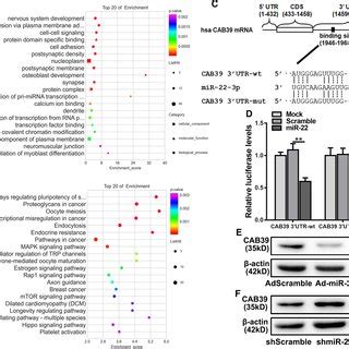 MiR 22 Was Highly Expressed In Aortic Valve Tissues From CAVD Patients