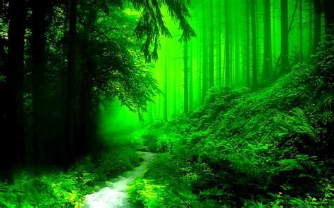 Dark Green Forest Wallpapers - Top Free Dark Green Forest Backgrounds ...
