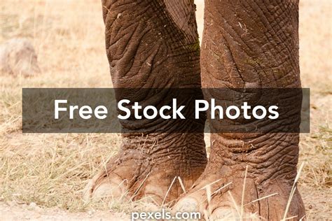 Elephant Legs Photos Download The Best Free Elephant Legs Stock Photos