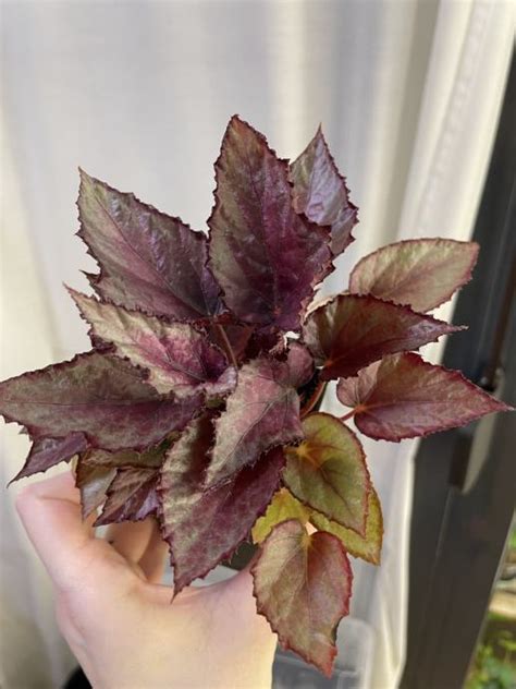 Begonia maori haze [58]