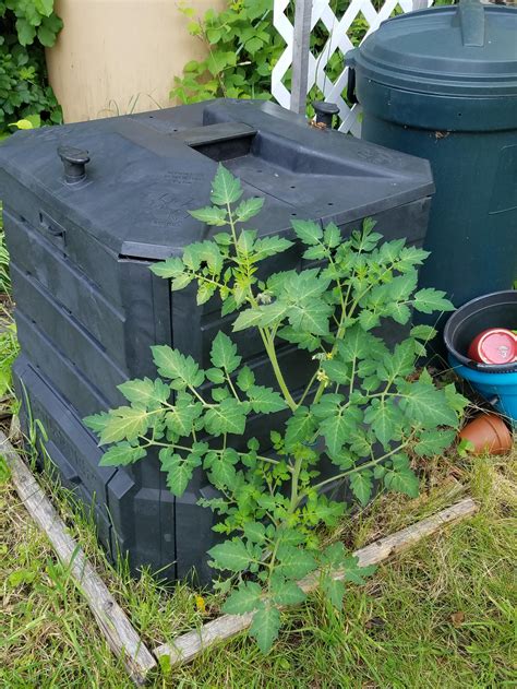 I snipped a sucker off my tomato plant and threw it in the compost. Now