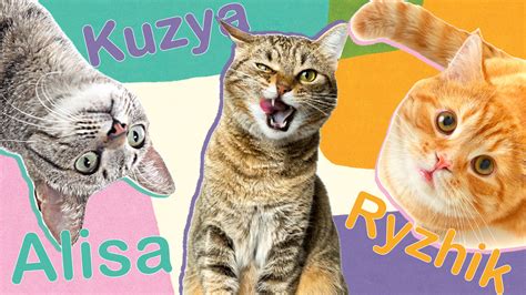 10 POPULAR Russian cat names! - Russia Beyond