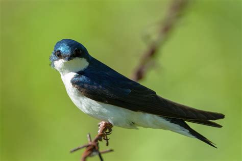 324 Best Tree Swallow Images On Pholder Birding Birdpics And