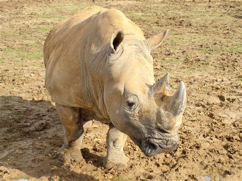 White Rhino Zoochat