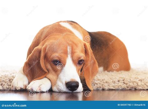 Upset Dog On Carpet Stock Image Image Of Adorable Puppy 84597783