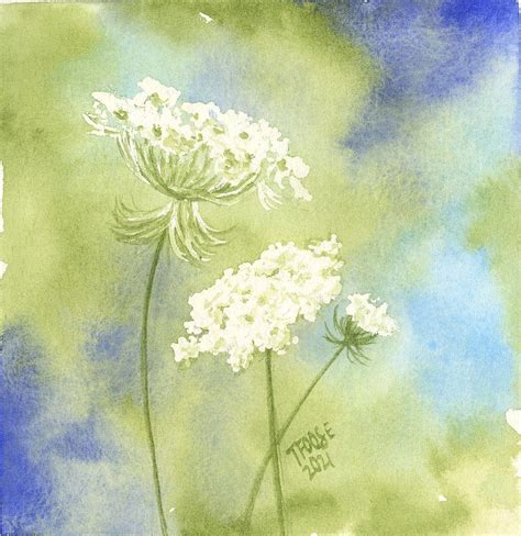 Queen Annes Lace Painting By Taphath Foose Fine Art America