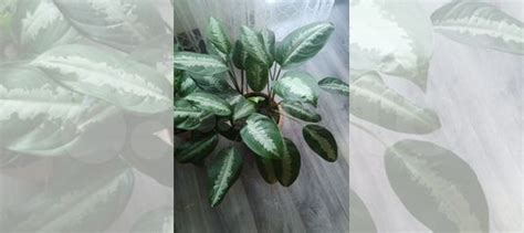 Аглаонема Паттайя Бьюти (обмен) купить в Барнауле | Товары для дома и ...