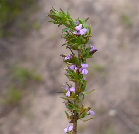 Muraltia Satureioides Plants Of Pledge · Inaturalist