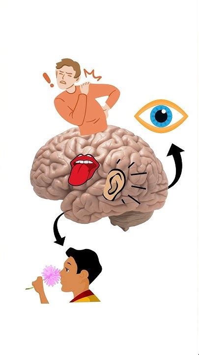 Áreas Sensoriales 1rias De La Corteza Cerebral Neuroanatomía Youtube