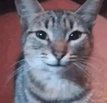 Smirk Cat Meme - Smirk Cat Smile - Discover & Share GIFs